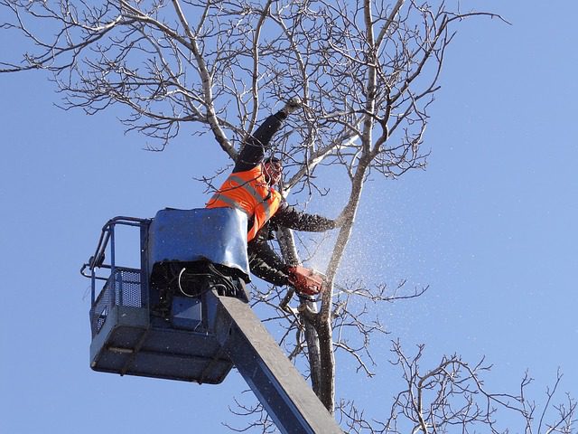 tree cutting
